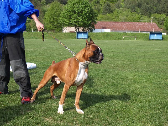 www.atibox.net * www.euroboxer.eu * www.boxergenealogia.eu